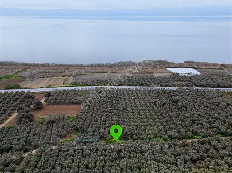 İznik Boyalıca/kılıçta Elektrik Ve Suyu Olan Göle Yakın Arazi