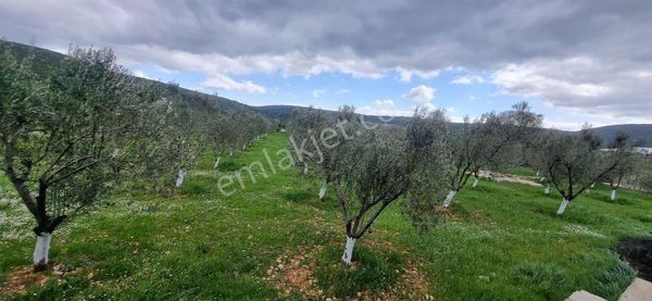 Urla'da İçinde Villa Bulunan Satılık Zeytinlik