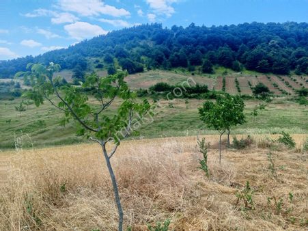 Yenişehir Kızılhisar'da 15,598,m2 Yolu Suyu Olan Ceviz Bahçesi