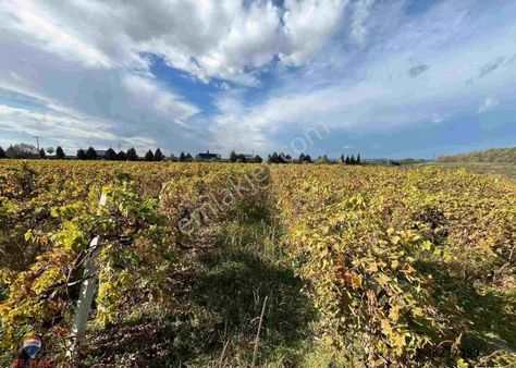 Menemen Çavuşköy’de Çanakkale Asfaltı Yanı 6.500 M2 Satılık Bağ
