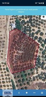 Kristal Marin'den Mudanya Çınarlı Köyünde Fırsat Zeytinlik