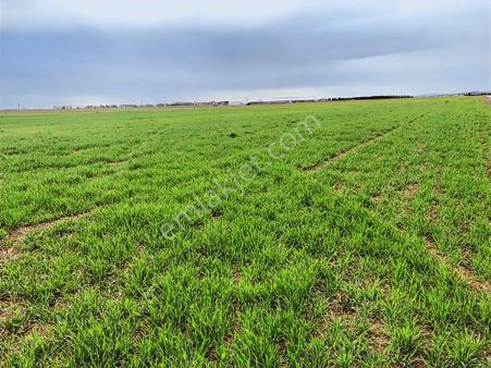 ️ Satılık 42.000 M² Tek Parça Tarla Merkeze Yakın, Su Kuyulu