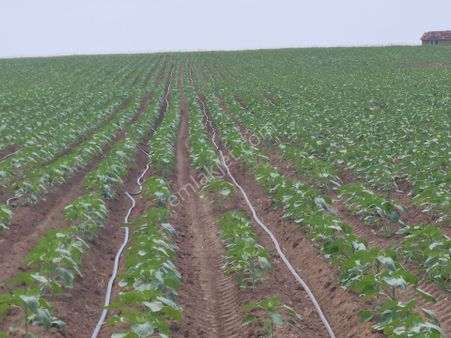 Verimli Toprak, Güçlü Konum! Merkeze Yakın Satılık Büyük Tarla