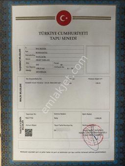 Sancak'tan Burhaniye Yaylacıkta Fırsat Satılık Zeytinlik