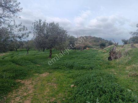 Sancak Emlaktan Hacı Hüseyinler Köyünde Fırsat Zeytinlik