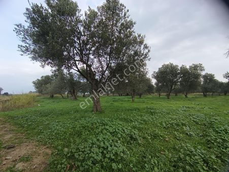 Sancak'tan Burhaniye Çoruk Köyün'de Kelepir Tarla