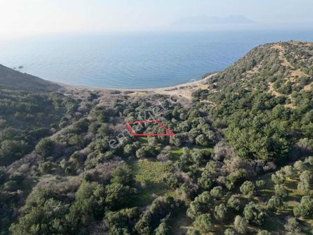 İmroz Emlak'tan Marmaros Plajının Dibinde 472 M2 Zeytinlik