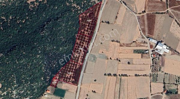 Arslanbey Emlaktan Satılık Ceviz Bahçesi