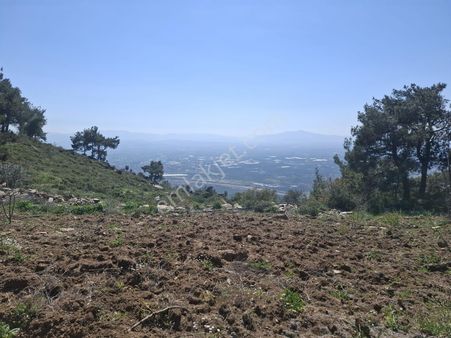 Bayındır Söğütören Mahallesinde Satılık Kiraz Bahçesi