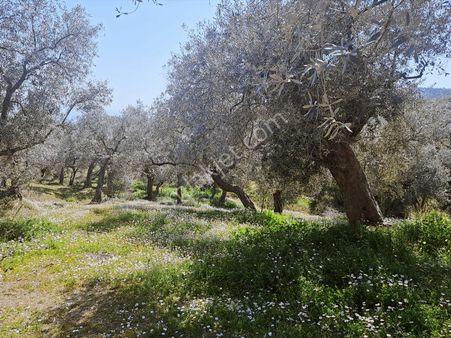 Bayındır Kızılcaova Mahallesinde Satılık Zeytinlik