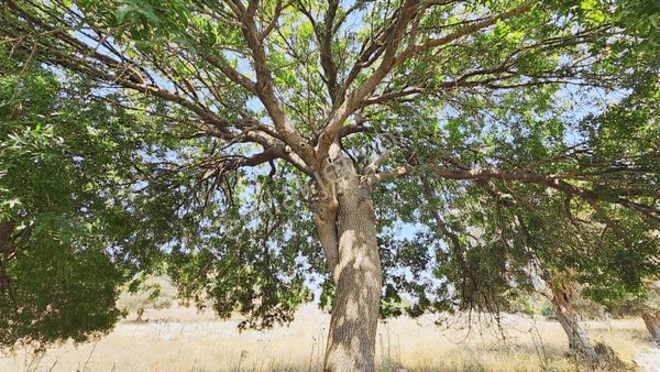 Seferihisar Sığacık Da Satılık Mandalina Zeytin Bahçesi