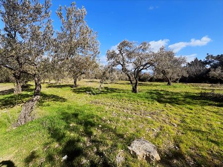 Realiva'dan Aliağa Bozköyde Satılık Zeytin Ağaçlı Tarla