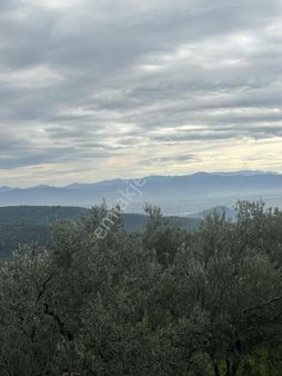 Sancaktan Şok Fiyata Satılık Zeytinlik