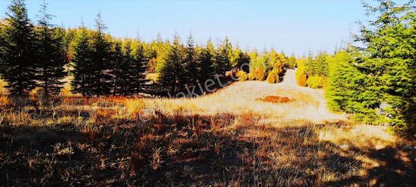 Gölbaşı Karaalide Etrafı Çamlarla Çevrili 5668 M2 Satılık Tarla