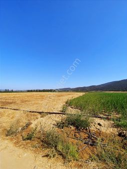 Gökçeyazıda Satılık Yatırımlık Veya Hobi Bahçesi İçin Tarla