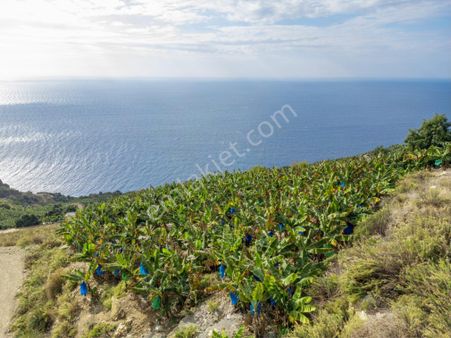 Villa İmarlı Parseller Ve Hazır Muz Bahçesi!!