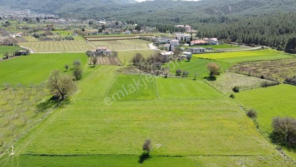 Goldhouse Dan Satılık Yeşil Üzümlü De 10 Dönüm Tarla