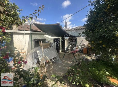 Bodrum Gündoğan Merkez'de İçinde Evi Olan Mandalina Bahçesi