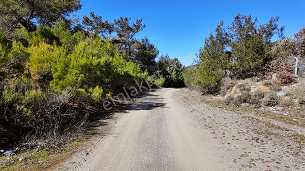 Gömeç Kubaşlar Orman İçi Bahçe(2041 M2)