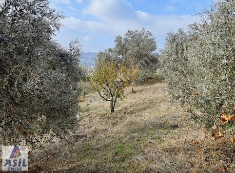 Bozkır Köyü'nde Fırsat Satılık 6.261m2 Bahçe