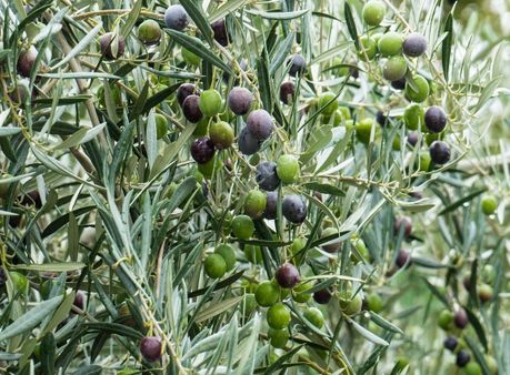 Mudanya Dedeköyde 6.000 M² Bağ Vasfında Zeytinlik Satılık