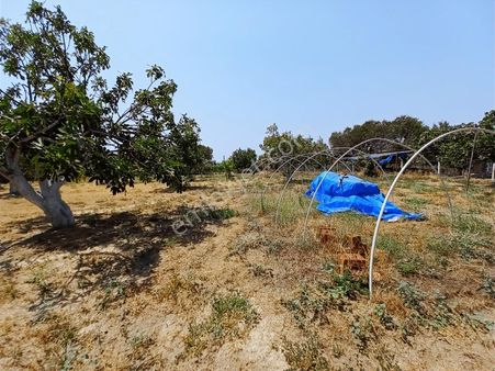 Kaçmaz Emlaktan İhsaniye Mahallesinde İncir Bahçesi
