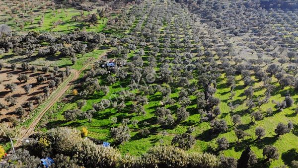 Foça Yeniköy'de 3 Parsel Satılık Tarla