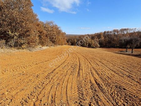 Başkan Emlaktan Satılık Yarımca Köyünde 2.016 M2 Bahçe Yeri