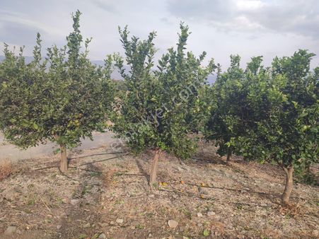 Erzinde Başlamış Mevkiinde Satılık Bakımlı Bahçe