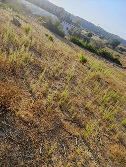 Karaöz Mahallesinde Satılık Tek Tapu Tarla