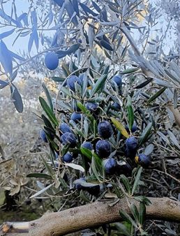 Gemlik Umurbeyde 1325m2yol Kenarı Su İmkanlı İmara 1300m Mesafde