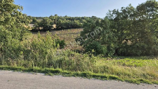 Gölpazarı Kavak'ta Ana Yol Kenarı Ceviz Ve Meyve Bahçesi