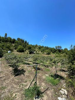 Çamlıyayla Fakılar’da 7.400 M² Kivi Bahçesi – Satılık