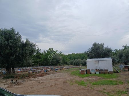 Ilıcada Pazar Yerine Yakın İmarlı Atsa