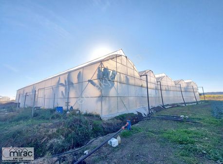 Yeniköyde İçinde Muz Serası Olan 6.500 M2 Tek Tapu Satılık Tarla