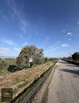 Işık Gayrimenkul'den Satılık Asfalt Kenarı Verimli Tarla