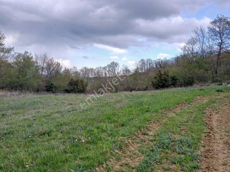 Şarköy Palamut Mh. 3.550 M Müstakil Tapulu Ana Yola 150 M Tarla Satılık