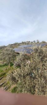 Jasse'den Manisa Demirci'de Zeytinlik