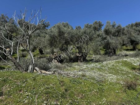 Taş Ev Yapmaya Uygun Baraj Manzaralı Yol Üzeri Satılık Bahçe