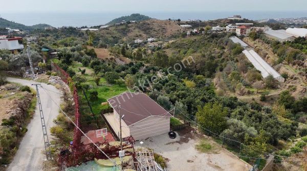 Alanya Elikesik'te Kurulu Düzen Avakado Bahçesi