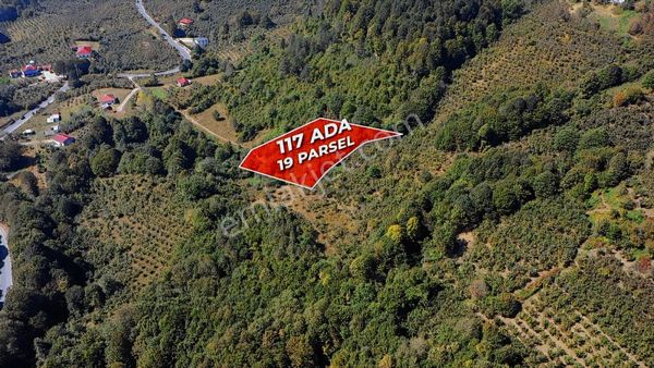 Sakarya Hendek Karadere'de Satılık Yatırımlık Fındıklık