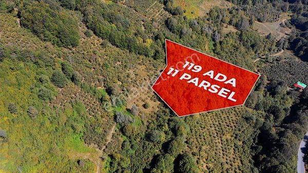 Sakarya Hendek Karadere'de Satılık Yatırımlık Fındıklık
