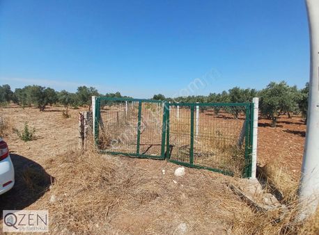 Qzen Gayrimenkulden Oğlananasıda 1250 M2 Tek Tapu Tarla