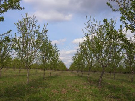 Edirne, Keşan, Yeşilköy Köyü, Saros Körfezi'nde Satılık Bademlik