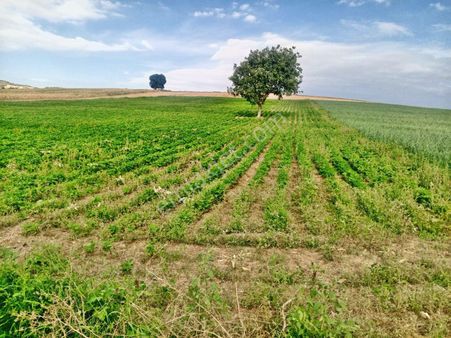 Yenişehir Çelebi'de Asfalt Yola Cepheli Suyu Olan 9050,m2 Tarla