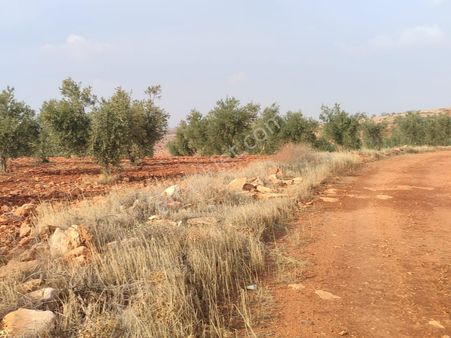 Arif Emlaktan Satılık Oğuzeli Kurtuluşta Tek Tapu İmar Dibi Yatırımlık Arazi