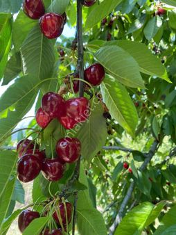 Pw Plus'tan Keles Epçeler'de Verimli Meyve Bahçesi