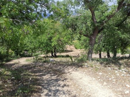 Satılık Fırsat Tarla Ermenek Guneyyurt