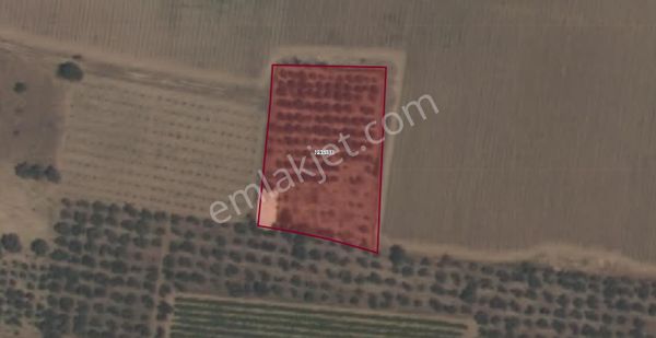 Kemalpaşa Ören 75 Yıl Cumhuriyet Mahallesinde Satılık Tarla
