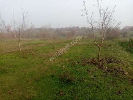 Balıkesir İvrindi Gökçeyazı Köseağılları Nda Demirdağ Emlaktan Satılık Cevizli Tarla.